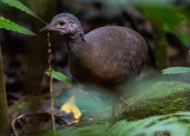 Little Tinamou