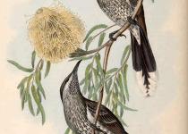 Little Wattlebird