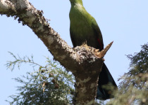 Livingstone's turaco