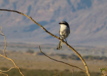 Loggerhead Shrike