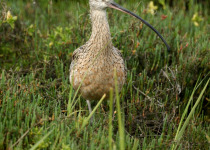 Long-billed Curlew
