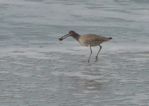 Long-billed Dowitcher