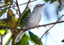 Long-billed Gnatwren