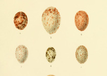 Long-billed Honeyguide