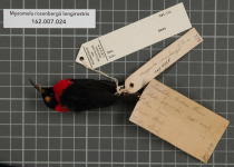 Long-billed Myzomela