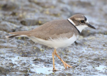 Long-billed plover
