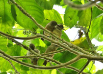 Long-billed Starling
