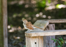 Long-billed Thrasher
