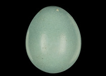 Long-billed Wren-Babbler