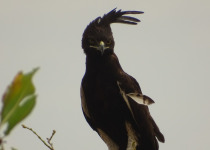 Long-crested Eagle