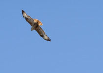 Long-legged Buzzard