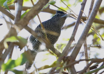 Long-tailed Antbird