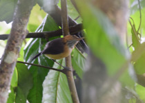Long-tailed Antbird
