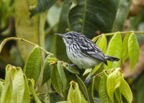 Long-tailed Antwren