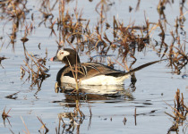 Long-tailed Duck