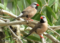Long-tailed Finch