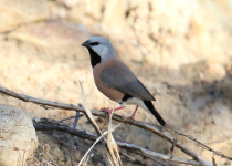 Long-tailed Finch
