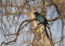 Long-tailed Glossy Starling