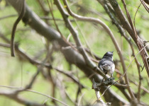 Long-tailed Gnatcatcher