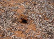 Long-tailed Ground Roller