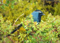 Long-tailed Ground Roller