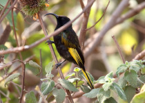 Long-tailed Ground Roller