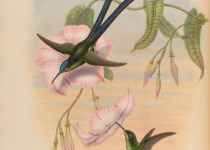 Long-tailed Honeycreeper