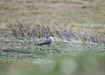 Long-tailed Jaeger