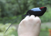 Long-tailed Manakin