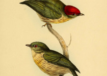 Long-tailed manakin