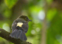 Long-tailed Manakin