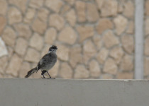 Long-tailed Mockingbird