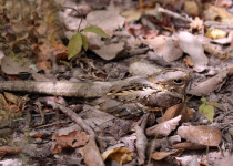 Long-tailed Nightjar