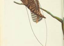 Long-tailed Nightjar