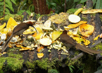 Long-tailed Paradigalla