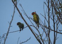 Long-tailed Parakeet