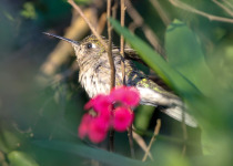 Long-tailed Sabrewing