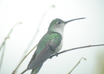Long-tailed Sabrewing