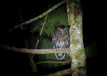 Long-tailed Scops Owl