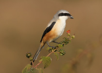 Long-tailed Shrike