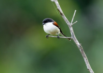 Long-tailed shrike