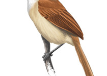 Long-tailed Spinetail