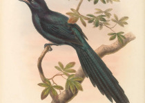 Long-tailed Starling