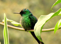 Long-tailed Sylph