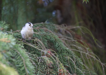 Long-tailed Tit