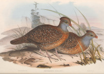 Long-tailed Wood Partridge