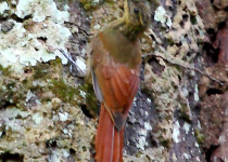 Long-tailed Woodcreeper