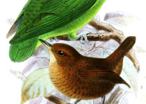 Long-tailed Woodcreeper
