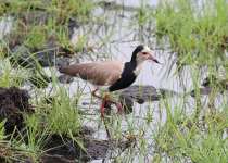 Long-toed lapwing