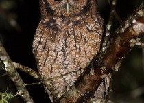 Long-tufted Screech Owl